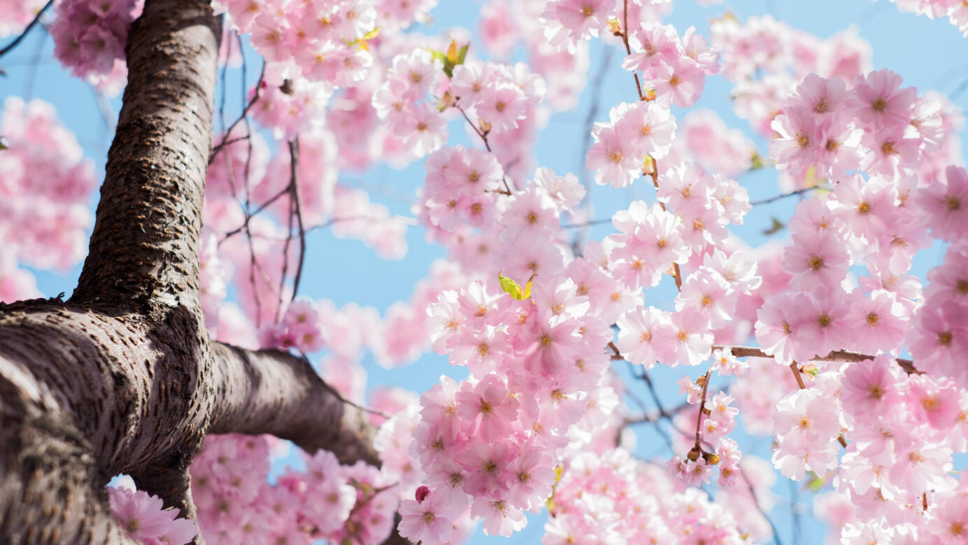 2022 spring Cherry blossom