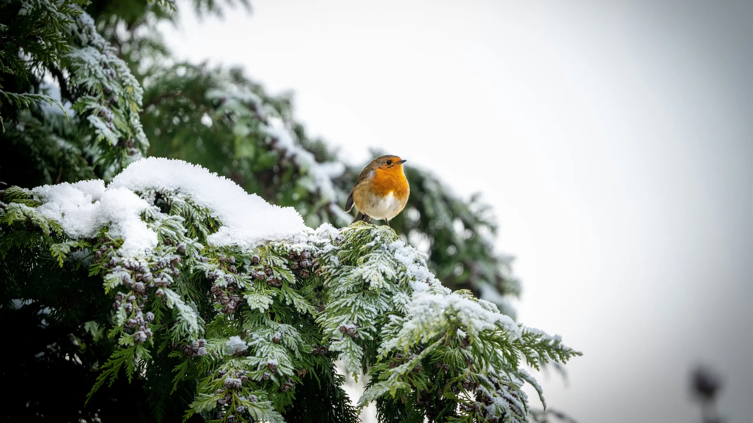 Featured image for “Secretary’s Newsletter 107 Winter 2026”